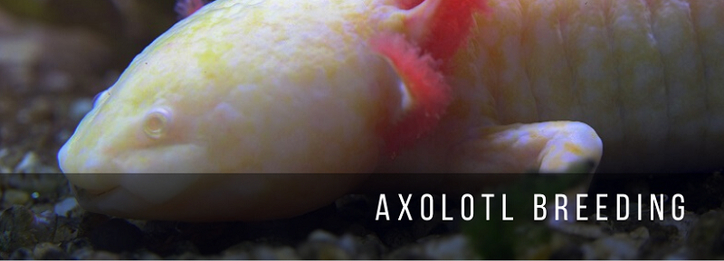 Αναπαραγωγή Axolotl