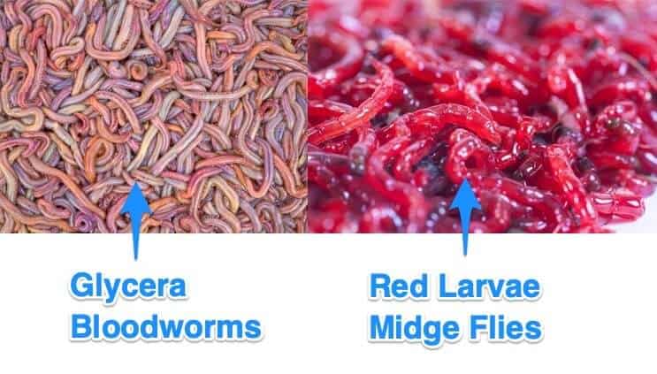 Bloodworms: Όλα όσα πρέπει να ξέρετε για αυτό το ενυδρείο