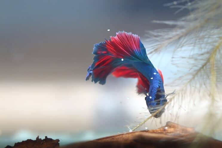 Betta που συλλέγει αυγά