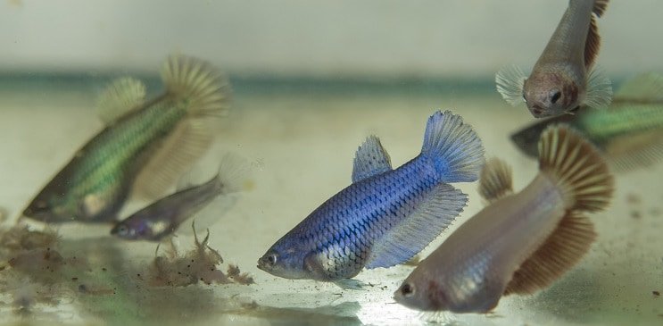 Διατροφή Betta Fry
