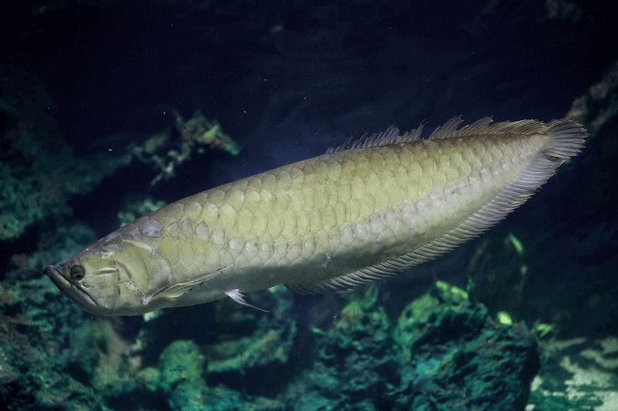 Ασημένια εμφάνιση Arowana