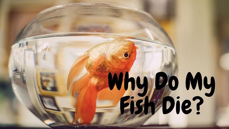 Γιατί πεθαίνουν τα ψάρια μου;