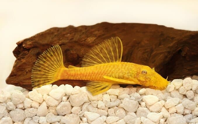 Golden Ancistrus pleco γατόψαρο Ψάρια ενυδρείου με τρίχες