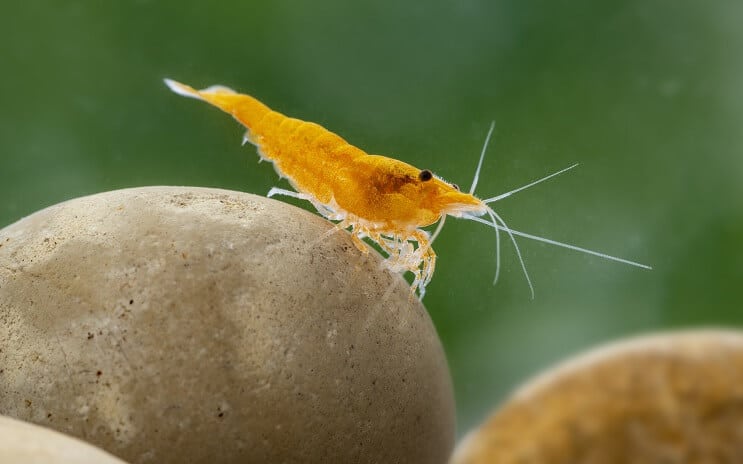 Γαρίδες Neocaridina