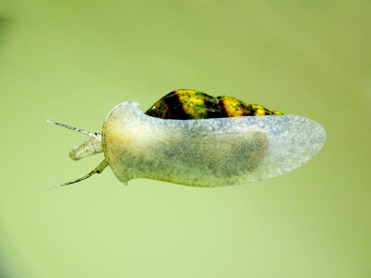 Assassin Snail στο Ενυδρείο