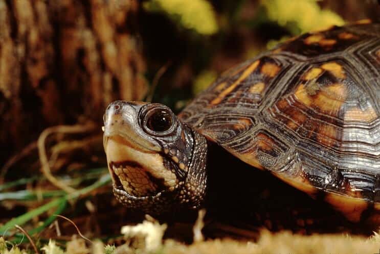 Πλήρης οδηγός φροντίδας Eastern Box Turtle: Διατροφή, Habitat και άλλα…