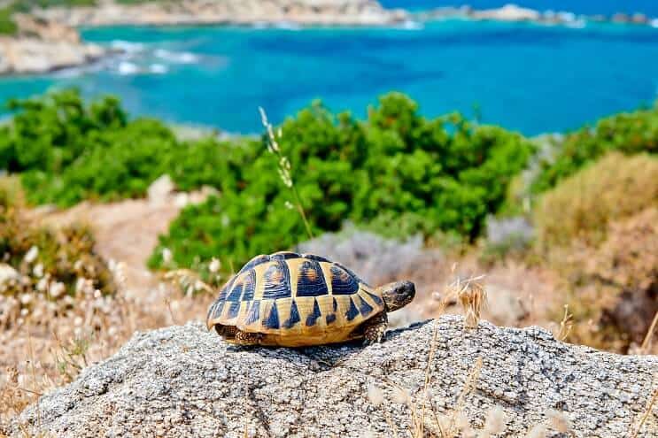 Κουτί χελώνα σε βράχο