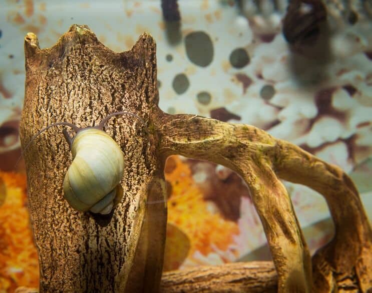 Επισκόπηση Mystery Snail