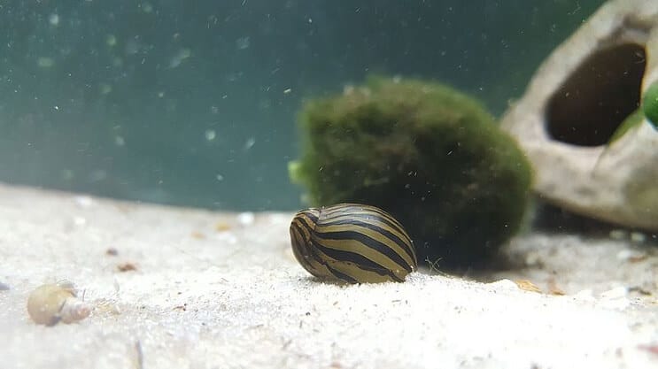 Zebra Nerite Snail σε δεξαμενή
