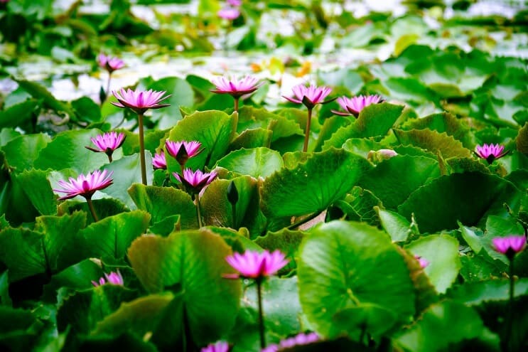 Νερό Lotus
