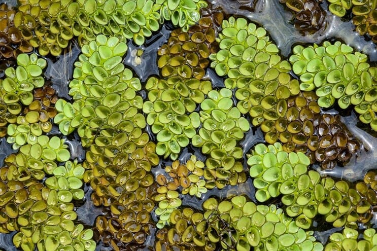 Πλωτό Watermoss