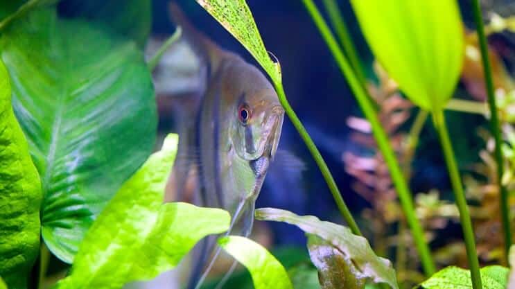Amazon Sword και Angelfish