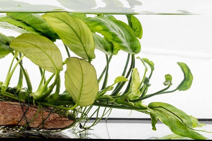Anubias nana στο driftwood