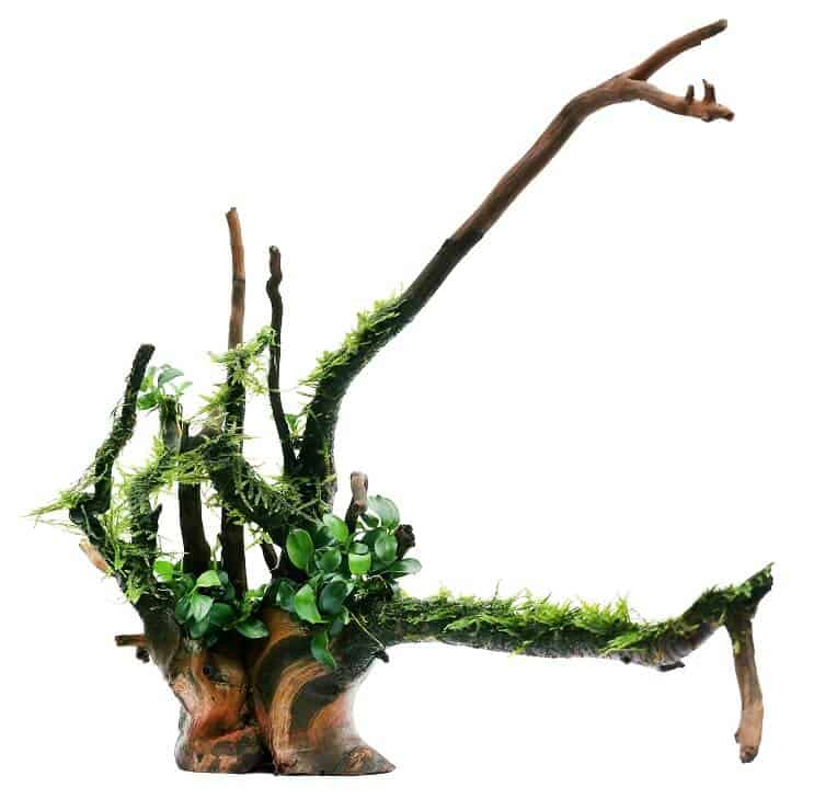 Anubias Nana και Java Moss