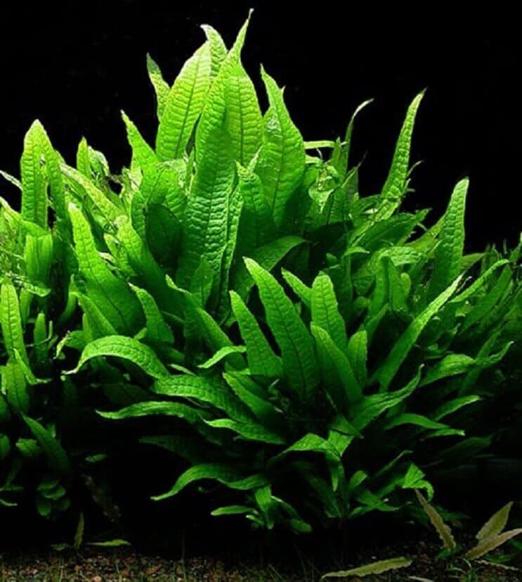 Java Fern: Πλήρης οδηγός φροντίδας (είδη, φύτευση και πολλαπλασιασμός)