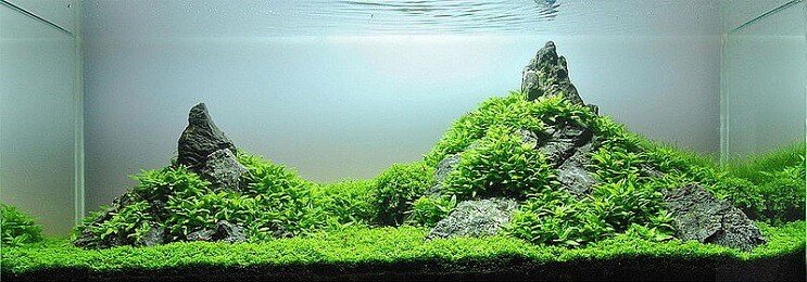 Staurogyne Repens Εμφάνιση