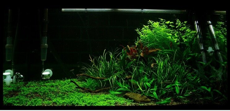 Tank Conditions Staurogyne repens