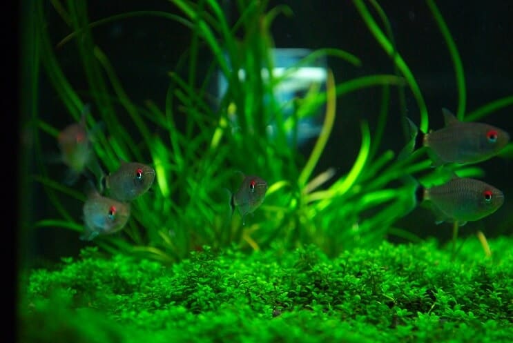 Tank Mates για Staurogyne Repens