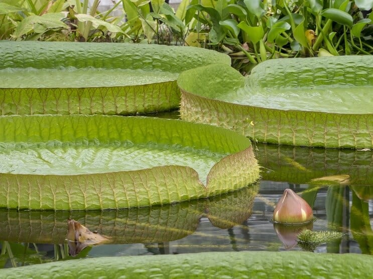 Φροντίδα και συντήρηση WaterLily