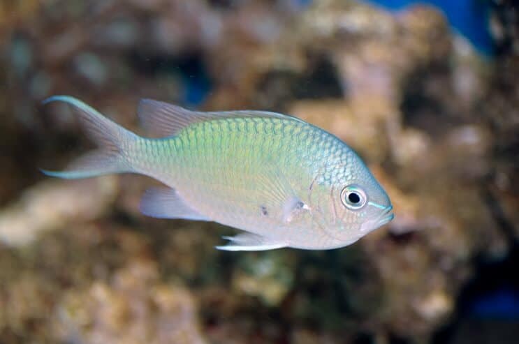 Πράσινο Chromis