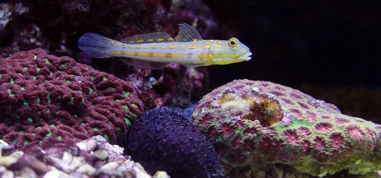 Diamond Watchman Goby