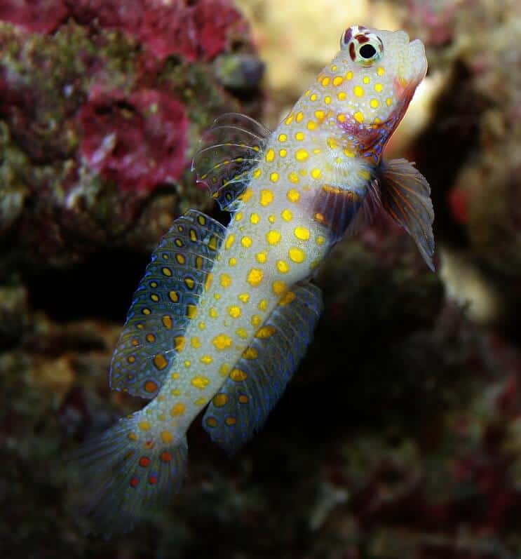 Πορτοκαλί στίγματα Goby