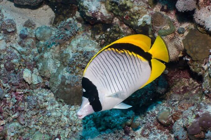 Επένδυση Butterflyfish