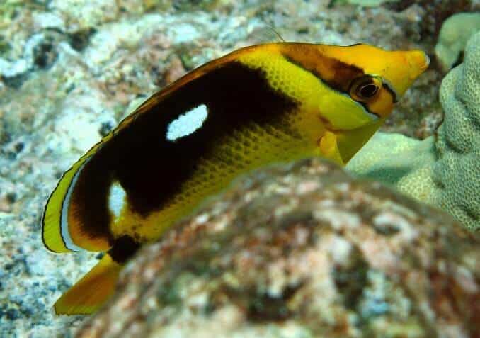 Πεταλούδα Fourspot