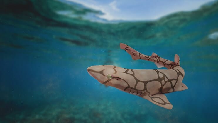 Αλυσίδα Cat Shark