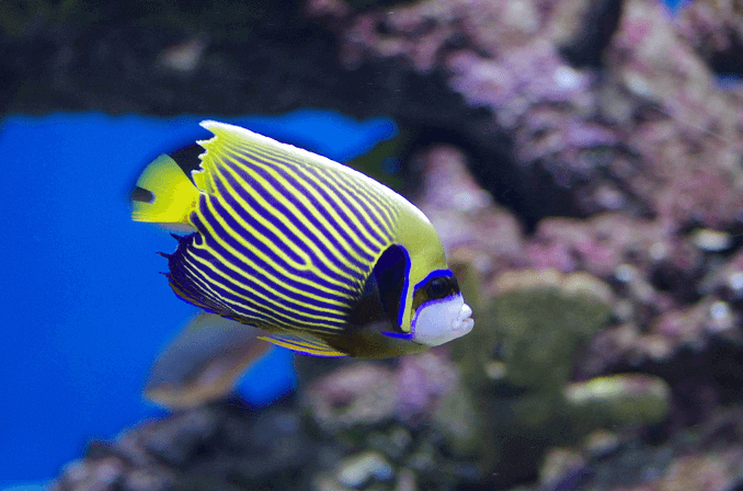 Ενήλικος αυτοκράτορας Angelfish