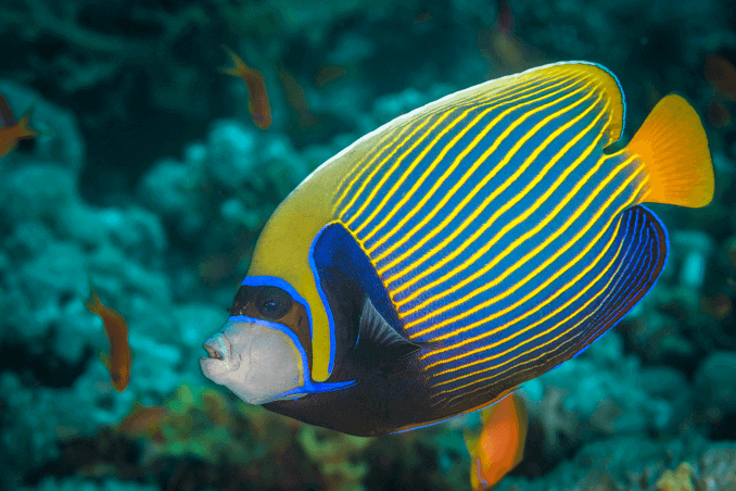 Αυτοκράτορας Angelfish Three