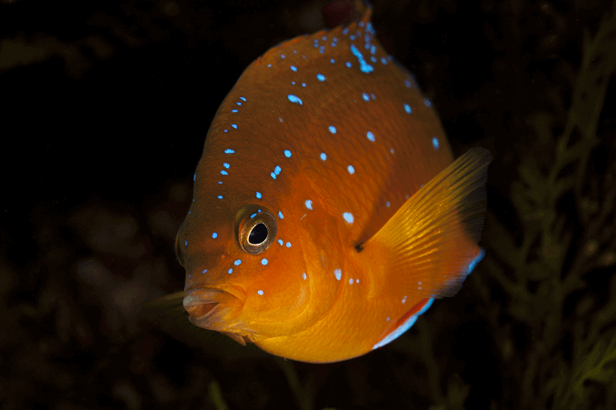 Νεανική Garibaldi