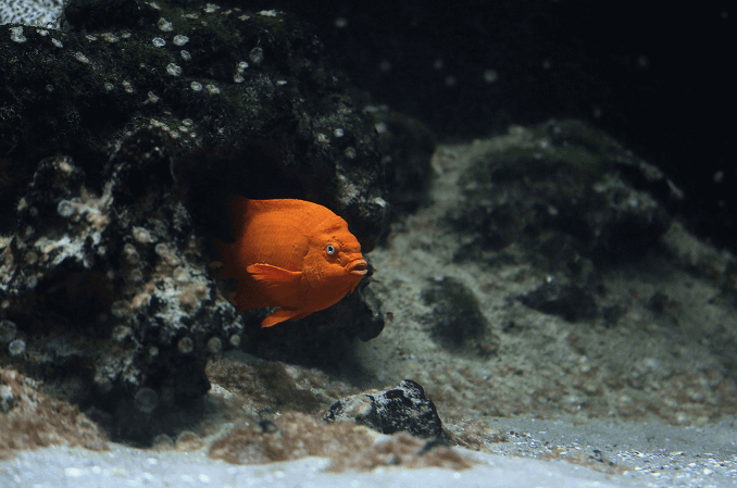 Απαιτούμενο Habitat