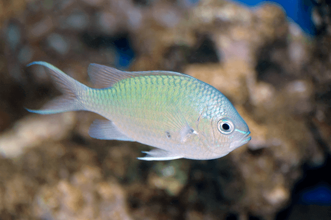 Πράσινη εμφάνιση Chromis