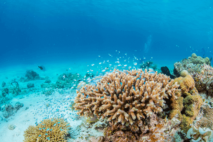 Πράσινο Chromis Schoal
