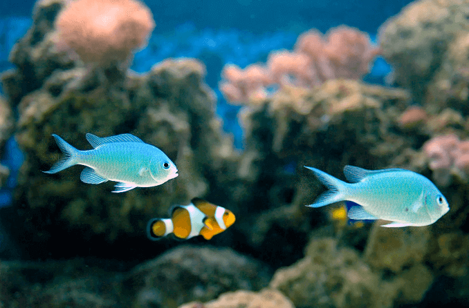 Συμβατότητα με πράσινο Chromis