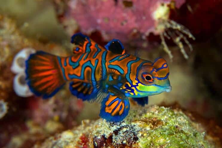 Εμφάνιση μανταρίνι Dragonet