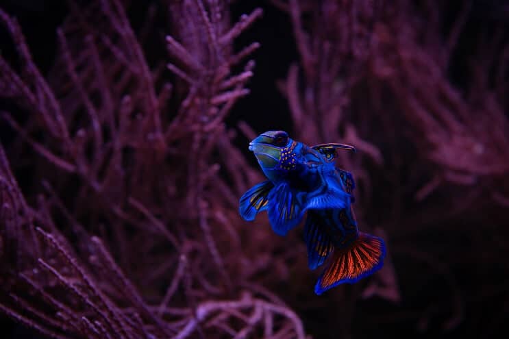 Μανταρίνι Dragonet