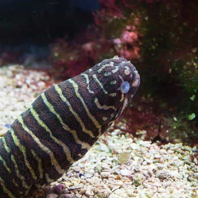 Zebra Moray Χέλι