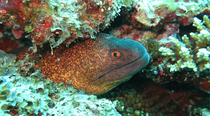 Yellow Margin Moray Χέλι
