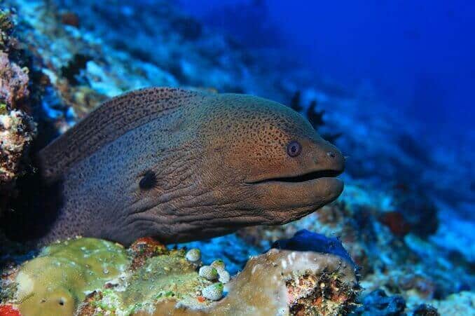Γίγαντας Moray Χέλι