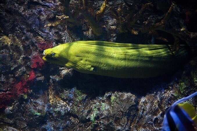 Πράσινο Moray Χέλι