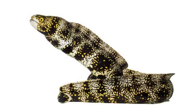 Νιφάδα χιονιού Moray Eel