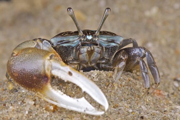 Fiddler Crab από κοντά