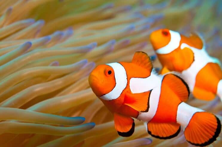 Εμφάνιση Clownfish