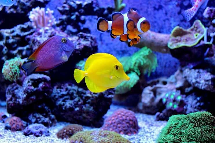 Συνεργάτες δεξαμενών Clownfish