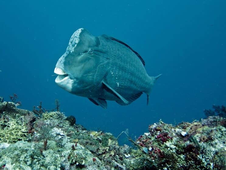 Παπαγάλος Humphead