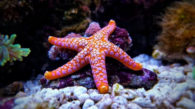 Sea Star στο Ενυδρείο